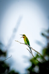 bee eater on the tree