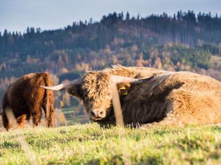 zwierzęta © Marcin