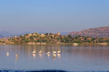 Herakleia castle and flamingo