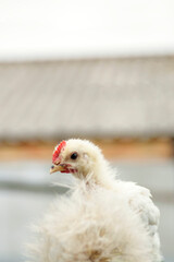 Chicken close-up on the background of the estate. White chick with a fluffy dandelion. Chicken head. Funny rooster.