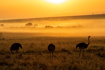 Naklejka premium Ostrich (Struthio camelus) walking, at sunrise with mist over the plains, in the Masai Mara National Reserve, Kenya
