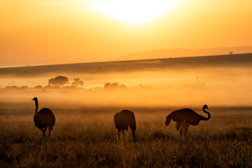 Ostrich (Struthio camelus) walking,  at sunrise with mist over the plains, in the Masai Mara National Reserve, Kenya