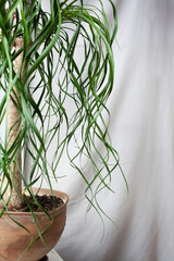 Close up of Beaucarnea recurvata or Nolina in a brown pot on a grey background. Home plants care and home gardening concept. Vertical image. Selective focus.