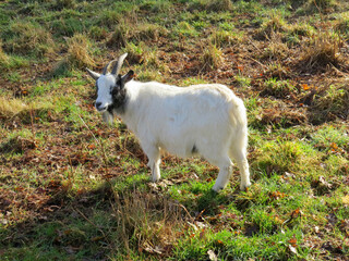 beautiful white goat with black markings