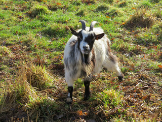 pretty black and white goat alone in a field