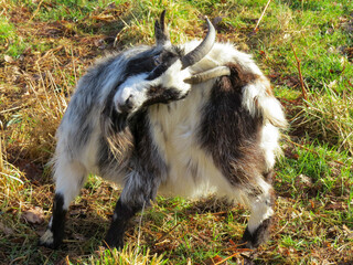 Fototapeta premium long haired black and white goat having a scratch