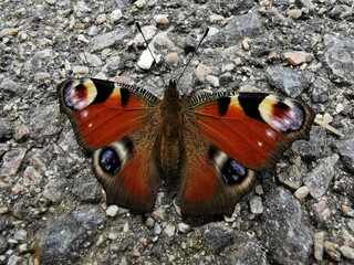 bunter Schmetterling in detaillierter Nahaufnahme vor grauem Beton