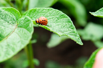 The Colorado bug eating potato leaves. Potato beetle, red larva eating plants.