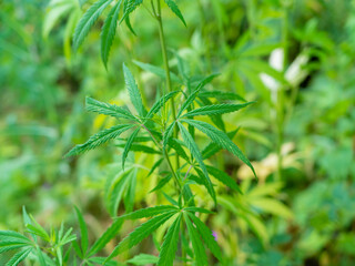 Green hemp bush in the forest. Hemp leaf close up
