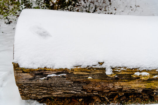 Schnee liegt auf einem gef&auml;llten Baumstamm