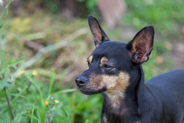 Top view of a small dog of the Miniature Pinscher breed of black and brown on a background of green grass with an open mouth on a walk on a summer day.