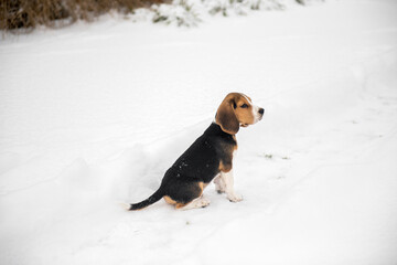 Młody beagle siedzący na śniegu - obrazy, fototapety, plakaty