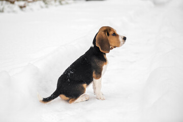 szczeniak beagle na zimowym spacerze