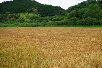 Rural landscape with mountains and wheat field  - 小麦畑 山 田園風景 滋賀 日本