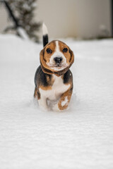 szczęśliwy szczeniak beagle podczas zabawy na śniegu