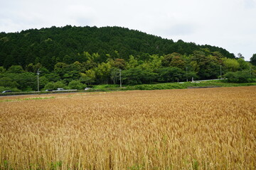 Rural landscape with mountains and wheat field  - 小麦畑 山 田園風景 滋賀 日本