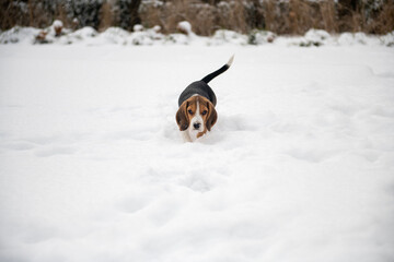 tropiciel szczeniak beagle podczas zabawy na śniegu	