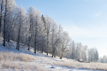 Winter Christmas idyllic landscape. White trees in the forest covered with snow, drifts and snowfall against the blue sky on a sunny day in nature outdoors, blue tones