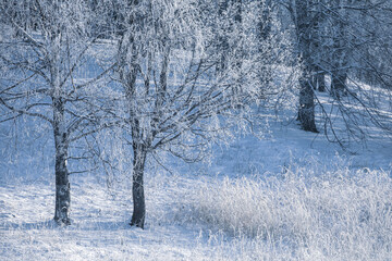 Winter Christmas idyllic landscape. White trees in the forest covered with snow, drifts and snowfall against the blue sky on a sunny day in nature outdoors, blue tones