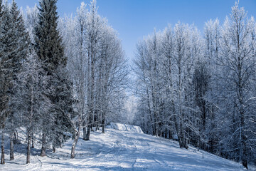 Winter Christmas idyllic landscape. White trees in the forest covered with snow, drifts and snowfall against the blue sky on a sunny day in nature outdoors, blue tones