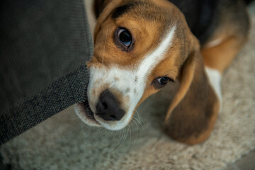 nieposłuszny beagle szczeniak gryzie meble - obrazy, fototapety, plakaty