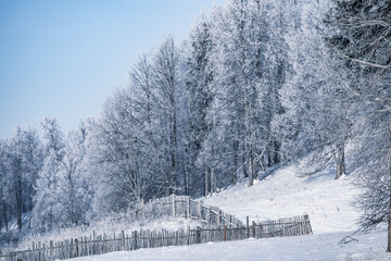 Winter Christmas idyllic landscape. White trees in the forest covered with snow, drifts and snowfall against the blue sky on a sunny day in nature outdoors, blue tones