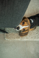 Mały beagle niszczy kanapę - obrazy, fototapety, plakaty