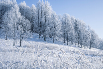 Winter Christmas idyllic landscape. White trees in the forest covered with snow, drifts and snowfall against the blue sky on a sunny day in nature outdoors, blue tones