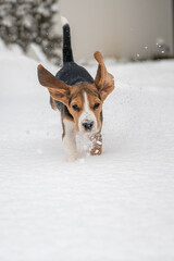 szczęśliwy szczeniak beagle podczas zabawy na śniegu - obrazy, fototapety, plakaty