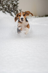 szczęśliwy szczeniak beagle podczas zabawy na śniegu - obrazy, fototapety, plakaty