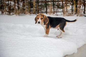 szczeniak beagle na zimowym spacerze - obrazy, fototapety, plakaty