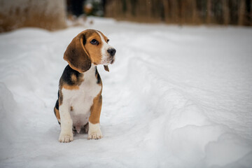 młody Beagle obserwujący zimową aurę - obrazy, fototapety, plakaty