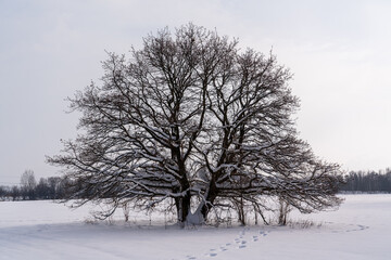 Bald big tree in a clear snowy landscape