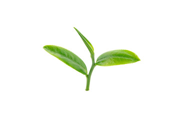 green tea leaf isolated on white background