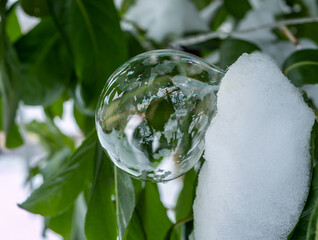 Seifenblase gefroren an einer Pflanze