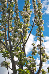 Blooming apple tree on the background of the cloudy sky

