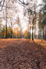 Autumn landscape of a forest in Overijssel, The Netherlands