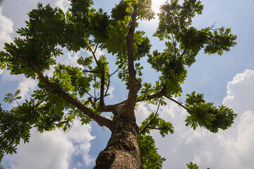 Green Jungle Tree against blue sky, with some withe clouds . Nature Concept. Look Up View in Tropical Forest. Looking up to the sky along a tree trunk. Close up a tropical tree 