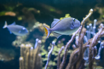 Poisson tropical