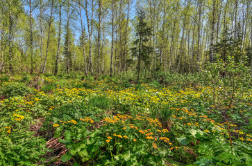 Glade with yellow wild flowers of marsh marigold, kingcup (Caltha palustris) in spring birch forest. Early spring landscape at bright sunny day, Siberia, Russia. Blossoming meadow - beauty of nature