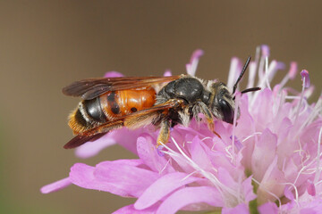 Lateral close up of the colorful Large scabious mining bee , Andrena hattorfiana on a pink scabiosa...