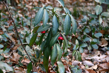 ヤブコウジの赤い実（十両）