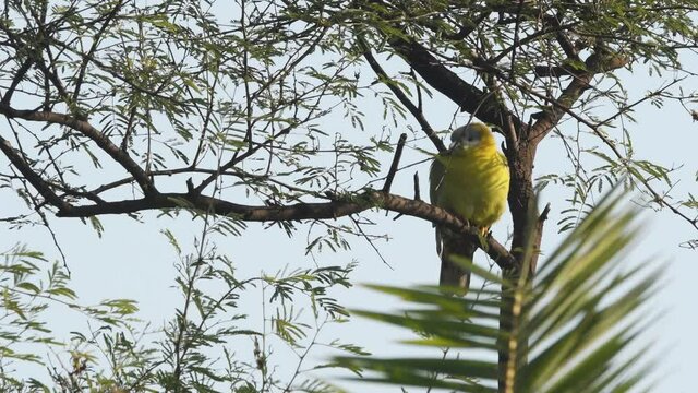 Yellow footed green pigeon or yellow legged green pigeon full shot perched high on tree at keoladeo national park or bhartpur bird sanctuary rajasthan india - Treron phoenicoptera