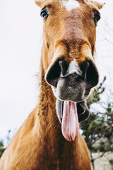 Portrait rapproché d'un cheval brun avec une tête drôle