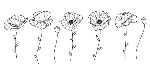 linear art. poppies in a minimalist style. tattoo minimalism. vector illustration. botanical picture. simple flowers.