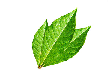 Petrea volubilis, Green leaves tropical rainforest foliage plant isolated on white background, clipping path included.