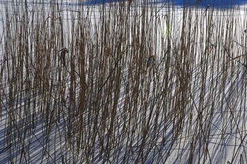Schilf im Winter