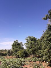 blue sky and tree