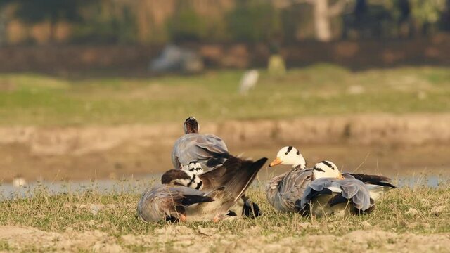bar-headed or bar headed goose family or flock full shot basking in golden hour light in an open field or grassland during winter migration at forest of cental india - anser indicus