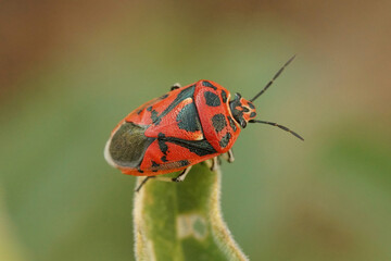 A bright red shield bug, Eurydema ornata against a green background